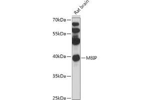 Western blot analysis of extracts of Rat brain, using MBIP antibody (ABIN7268400) at 1:1000 dilution.