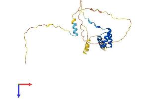 AlphaFold protein structure predicition of Mouse Recombinant Nkx3-1 Protein, UniprotID P97436