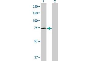 Western Blot analysis of ZBED5 expression in transfected 293T cell line by ZBED5 MaxPab polyclonal antibody.