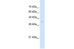 Western Blot showing Arrestin B2 antibody used at a concentration of 1 ug/ml against HepG2 Cell Lysate