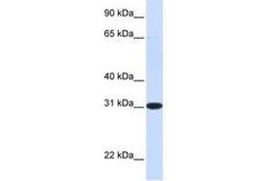 Image no. 1 for anti-Phenazine Biosynthesis-Like Protein Domain Containing 1 (PBLD1) (N-Term) antibody (ABIN6741384) (PBLD1 anticorps  (N-Term))