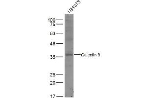 NIH/3T3 lysates probed with Galectin 9 Polyclonal Antibody, Unconjugated  at 1:500 dilution and 4˚C overnight incubation. (Galectin 9 anticorps  (AA 51-150))