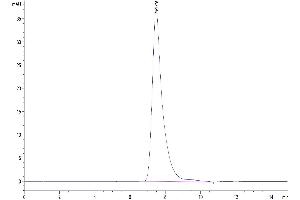 The purity of Human CD2/SRBC is greater than 95 % as determined by SEC-HPLC. (CD2 Protein (CD2) (AA 25-209) (His tag))