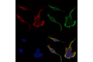 ABIN6262390 and ABIN6268885 staining HepG2 by IF/ICC. (HSPH1 anticorps  (C-Term))