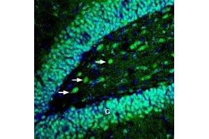 Expression of EphB4 in rat hippocampus - Immunohistochemical staining of perfusion-fixed frozen rat brain sections with Anti-EphB4 (extracellular) Antibody (ABIN7043127, ABIN7044253 and ABIN7044254), (1:100), followed by goat anti-rabbit-AlexaFluor-488.