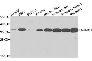 Western blot analysis of extracts of various cells, using AURKC antibody.