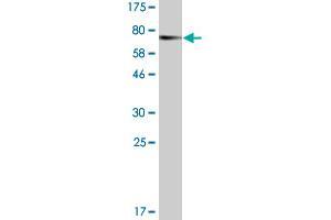 Western Blot detection against Immunogen (74. (BAG5 anticorps  (AA 1-447))