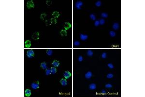 Immunofluorescence staining of fixed U937 cells with anti-Fc gamma receptor III antibody 3G8. (Recombinant CD16 anticorps)