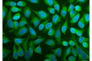 IF analysis of PFAS using anti-PFAS antibody (ABIN7601361).