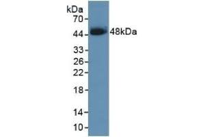 Detection of Recombinant SCCA1, Human using Polyclonal Antibody to Serpin B3 (SERPINB3) (SERPINB3 anticorps  (AA 1-210))