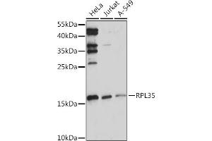 Western blot analysis of extracts of various cell lines, using RPL35 Rabbit pAb (ABIN7270004) at 1:1000 dilution. (RPL35 anticorps  (AA 50-120))