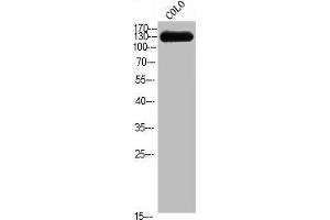 Western Blot analysis of COLO cells using CEP135 Polyclonal Antibody (CEP135 anticorps  (C-Term))