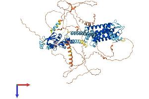 AlphaFold protein structure predicition of Human Recombinant KCNB1 Protein, UniprotID Q14721