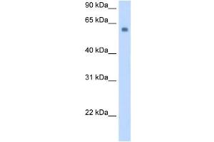 SLC1A4 antibody used at 0. (SLC1A4 anticorps)