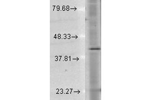 Western Blot analysis of Human Cell lysates showing detection of Rhodopsin protein using Mouse Anti-Rhodopsin Monoclonal Antibody, Clone 1D4 . (Rhodopsin anticorps  (Atto 488))