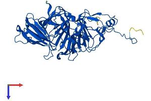 AlphaFold protein structure predicition of Mouse Recombinant Hgd Protein, UniprotID O09173
