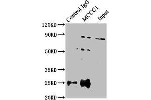 MCCC1 antibody  (AA 526-725)
