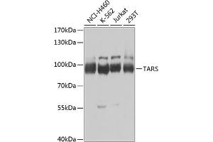 Western blot analysis of extracts of various cell lines, using TARS Antibody (ABIN6132713, ABIN6148858, ABIN6148859 and ABIN6222758) at 1:1000 dilution. (TARS anticorps  (AA 1-230))