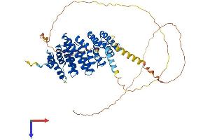 AlphaFold protein structure predicition of Mouse Recombinant Rrp1 Protein, UniprotID P56183