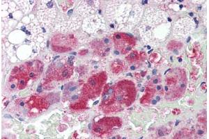Human Adrenal (formalin-fixed, paraffin-embedded) stained with Calmodulin antibody ABIN364349 at 10 ug/ml followed by biotinylated anti-mouse IgG secondary antibody ABIN481714, alkaline phosphatase-streptavidin and chromogen.