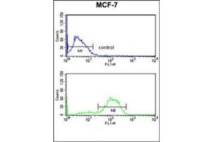Flow cytometry analysis of MCF-7 cells using DAGLB Antibody (Center) Cat. (DAGLB anticorps  (Middle Region))