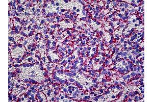 Anti-VWF antibody IHC of human spleen, endothelium. (VWF anticorps  (FITC))