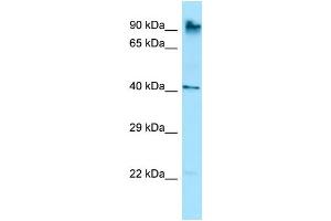 Host: Rabbit Target Name: Rnf190 Antibody Dilution: 1.