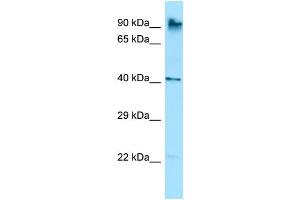 Host: Rabbit Target Name: Rnf190 Antibody Dilution: 1. (MARCH10 anticorps  (C-Term))