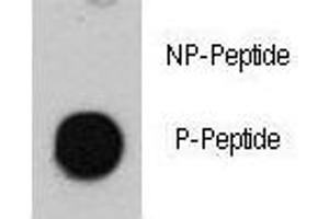 Dot blot analysis of phospho-ATM antibody.