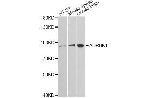 Western blot analysis of extracts of various cell lines, using ADRBK1 antibody (ABIN1870847) at 1:1000 dilution.