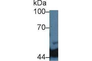 Detection of IDH1 in Porcine Liver lysate using Monoclonal Antibody to Isocitrate Dehydrogenase 1, Soluble (IDH1) (IDH1 anticorps  (AA 74-333))