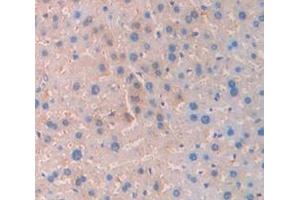 IHC-P analysis of Mouse Tissue, with DAB staining. (SERPINC1 anticorps  (AA 33-465))