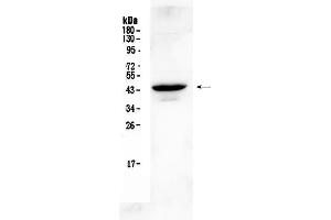 Western blot analysis of Connexin 45/GJA7  using anti- Connexin 45/GJA7  antibody . (GJC1 anticorps  (N-Term))