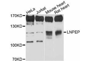 Western blot analysis of extracts of various cell lines, using LNPEP antibody (ABIN6291334) at 1:3000 dilution.