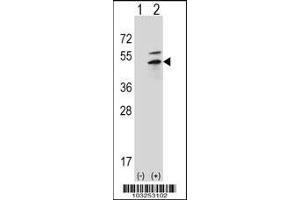 Western blot analysis of PRKAR2B using rabbit polyclonal PRKAR2B Antibody (G46) using 293 cell lysates (2 ug/lane) either nontransfected (Lane 1) or transiently transfected (Lane 2) with the PRKAR2B gene. (PKA 2 beta (AA 32-62), (N-Term) anticorps)