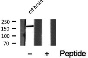 Western blot analysis on rat brain lysate using MRC2 Antibody