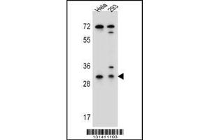 Western blot analysis in Hela,293 cell line lysates (35ug/lane). (Ephrin B2 anticorps  (AA 157-186))