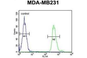 Flow cytometric analysis of MDA-MB231 cells using SMAD3 Antibody  (right histogram) compared to a negative control cell (left histogram). (SMAD3 anticorps  (Ser208))