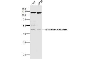 Lane 1: Hela lysates Lane 2: Sp2/0 lysates probed with Glutathione Reductase Polyclonal Antibody, Unconjugated  at 1:1000 dilution and 4˚C overnight incubation. (Glutathione Reductase anticorps  (AA 421-522))