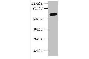 Western blot All lanes: FAM149B1 antibody at 3 μg/mL + Mouse liver tissue Secondary Goat polyclonal to rabbit IgG at 1/10000 dilution Predicted band size: 65, 59 kDa Observed band size: 65 kDa (FAM149B1 anticorps  (AA 107-528))