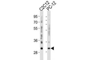 Western blot analysis of lysate from mouse C2C12, rat PC-12 cell line using Bcl-2 antibody diluted at 1:500 for each lane.