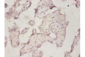 Immunohistochemistry of paraffin-embedded human placenta tissue using ABIN7142723 at dilution of 1:50