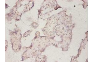Immunohistochemistry of paraffin-embedded human placenta tissue using ABIN7142723 at dilution of 1:50 (RPLP1 anticorps  (AA 2-114))