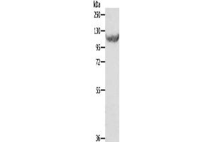 Gel: 8 % SDS-PAGE, Lysate: 40 μg, Lane: HT29 cells, Primary antibody: ABIN7129340(EIF2AK3 Antibody) at dilution 1/500, Secondary antibody: Goat anti rabbit IgG at 1/8000 dilution, Exposure time: 1 minute (COQ3 anticorps)