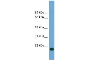 WB Suggested Anti-C9orf40 Antibody Titration: 0. (C9orf40 anticorps  (Middle Region))