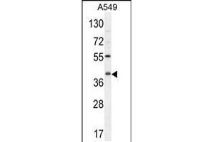 Western blot analysis in A549 cell line lysates (35ug/lane). (C5AR1 anticorps  (AA 175-201))