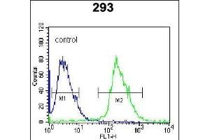 Kallikrein 6 (KLK6) Antibody (N-term) (ABIN652195 and ABIN2840741) flow cytometric analysis of 293 cells (right histogram) compared to a negative control cell (left histogram). (Kallikrein 6 anticorps  (N-Term))