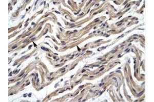 Image no. 1 for anti-YY1 Transcription Factor (YY1) (AA 274-323) antibody (ABIN6735976)