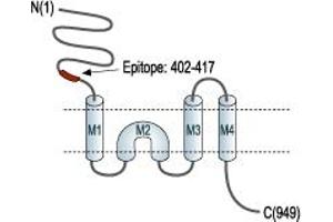 anti-Glutamate Receptor, Ionotropic, Kainate 1 (GRIK1) (Extracellular), (N-Term) antibody