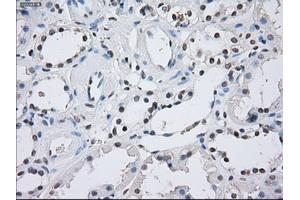 Immunohistochemical staining of paraffin-embedded Kidney tissue using anti-ILF2mouse monoclonal antibody. (ILF2 anticorps)